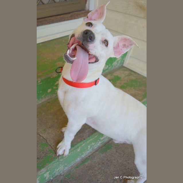 Photo of Tank A Happy Friendly Pup