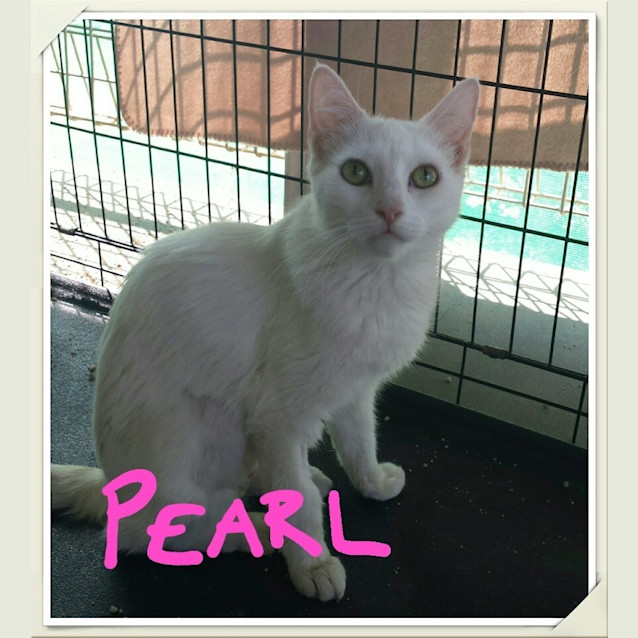 Photo of Pearl 