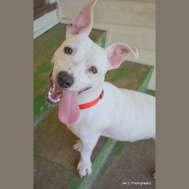 Photo of Tank A Happy Friendly Pup
