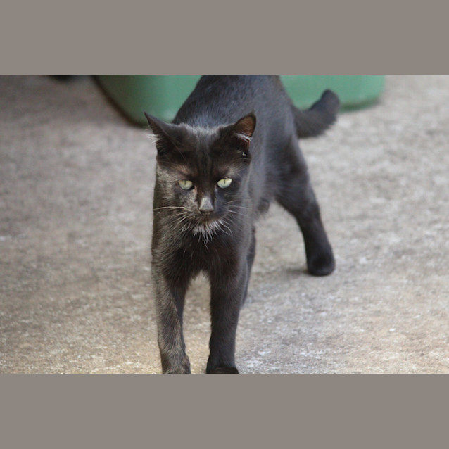 Photo of **Kiah (Ky Ah) 