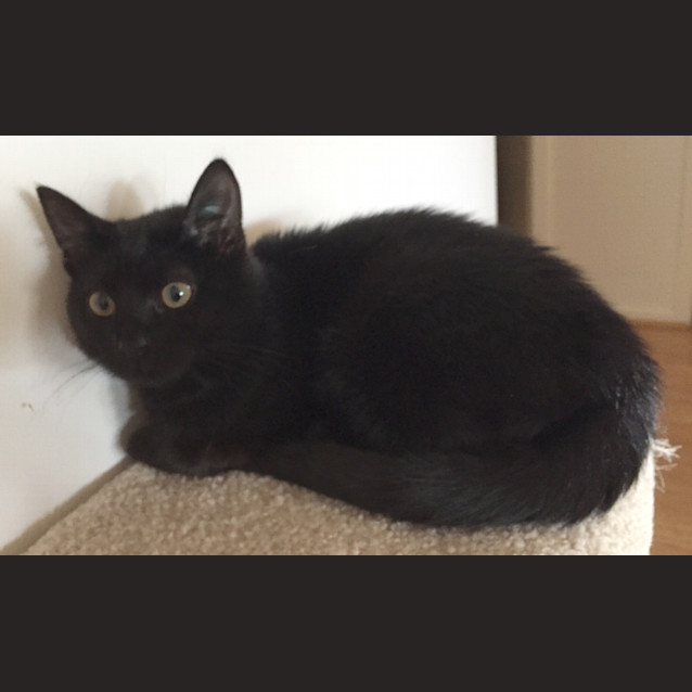 Photo of Boo 😻  Our Animated Uncoordinated Kitten