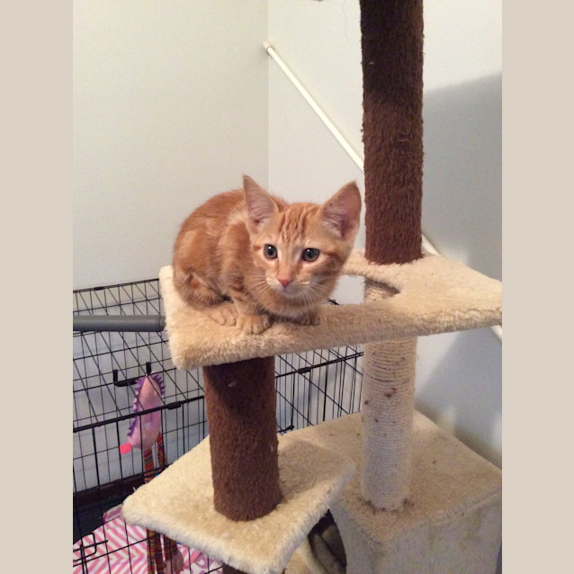 Photo of Ruby