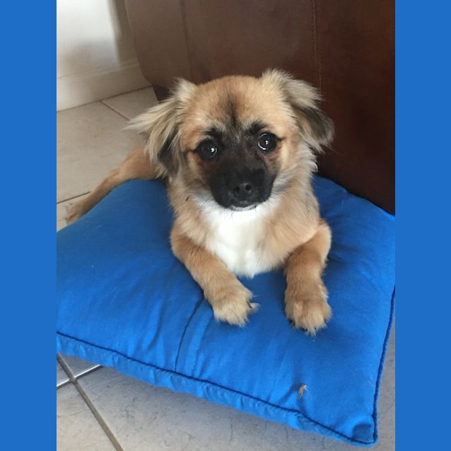 Photo of Pippy (Applications Closed) 