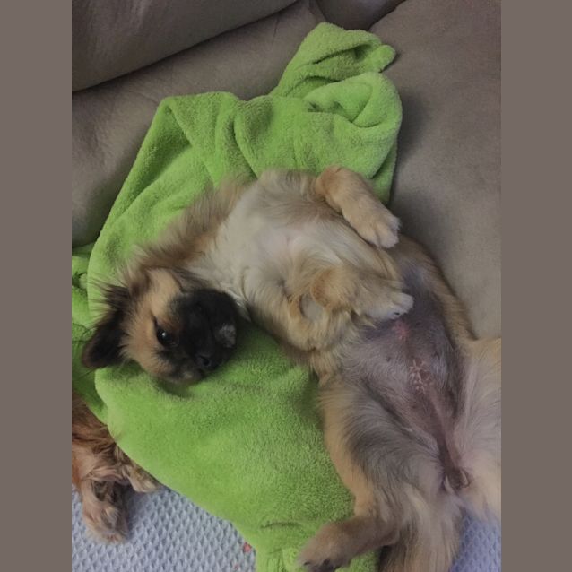 Photo of Pippy (Applications Closed) 