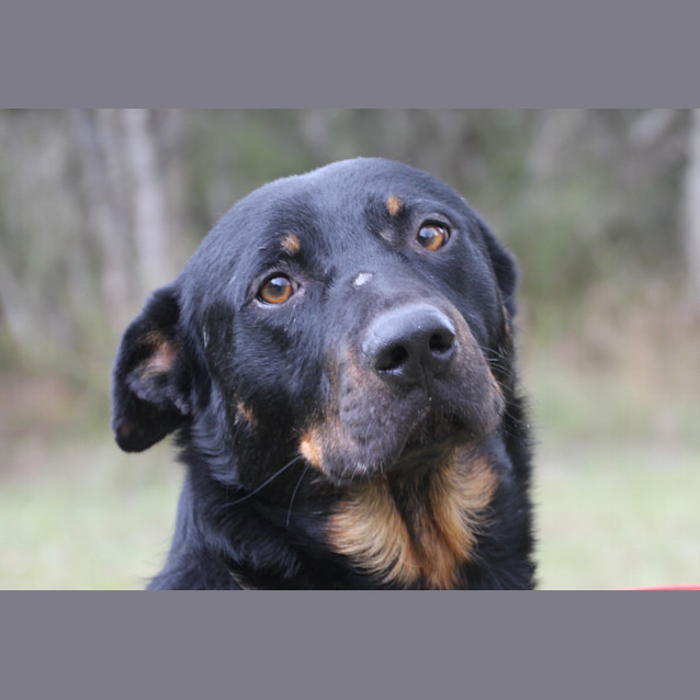 Photo of Gray Gray ~ Rotti X Kelpie (Foster Fail 27/7/2017)
