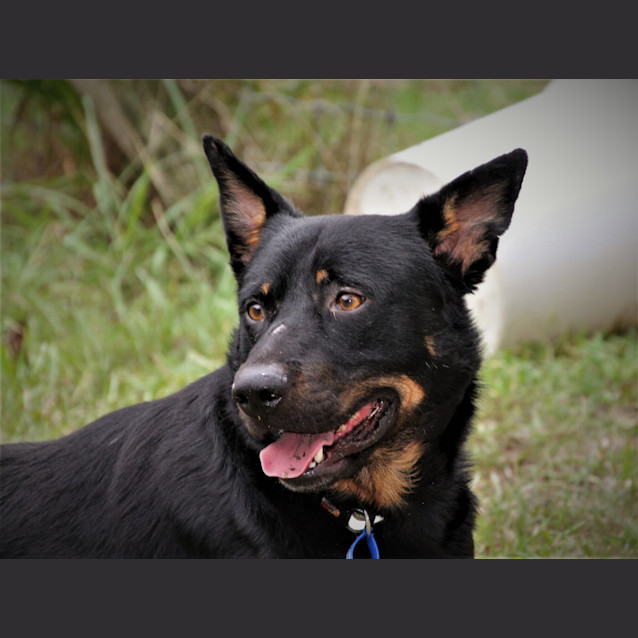 Photo of Gray Gray ~ Rotti X Kelpie (Foster Fail 27/7/2017)