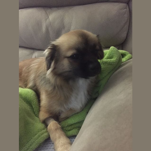 Photo of Pippy (Applications Closed) 