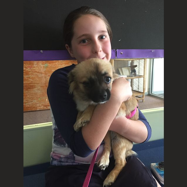 Photo of Pippy (Applications Closed) 