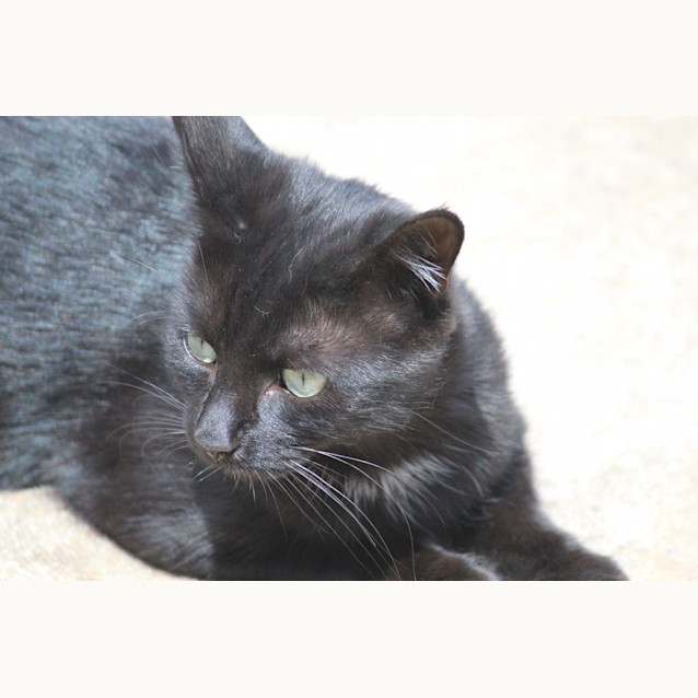 Photo of **Kiah (Ky Ah) 