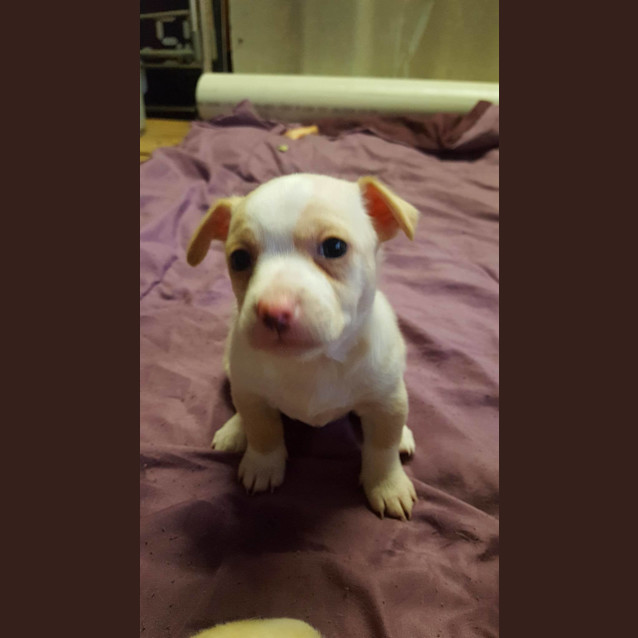 Photo of Puppy Donatello Dl1612