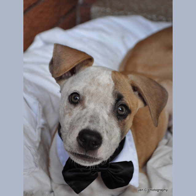 Photo of Jake   The Playful Puppy!