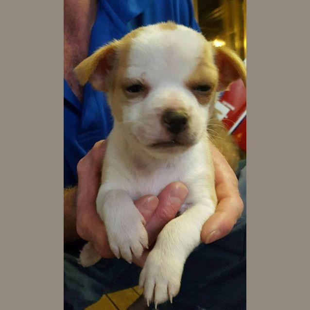 Photo of Puppy Raphael Dl1614