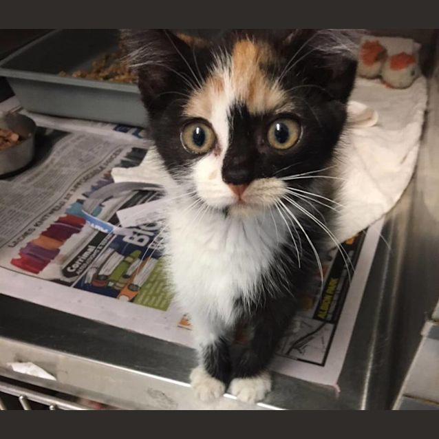 Photo of Misty