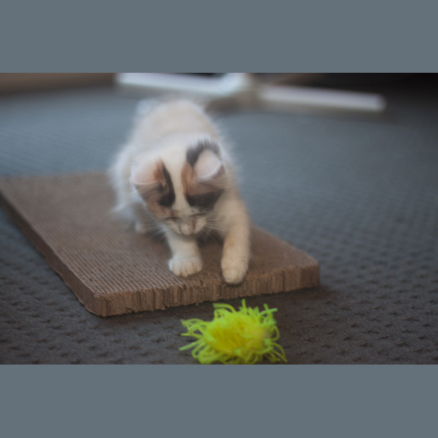 Photo of Jorgia 🌹 Just Gorgeous Kitten