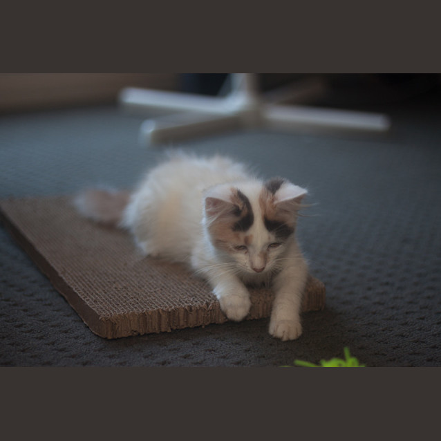 Photo of Jorgia 🌹 Just Gorgeous Kitten