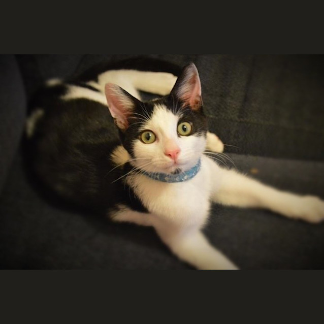 Photo of The Clawsome Nardo! 