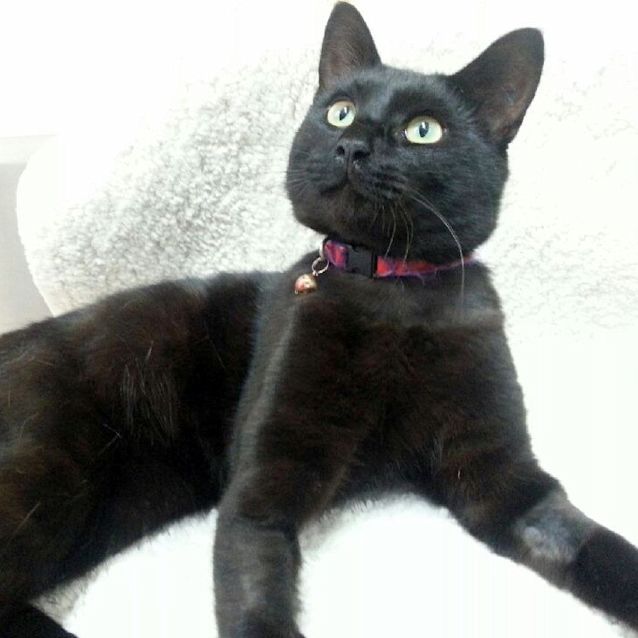 Photo of Jett