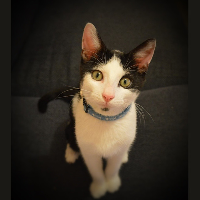 Photo of The Clawsome Nardo! 