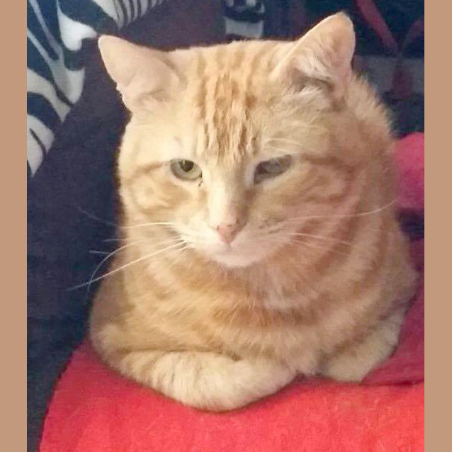 Photo of Sunny Puss 🦁 Friendly Ginger Cat