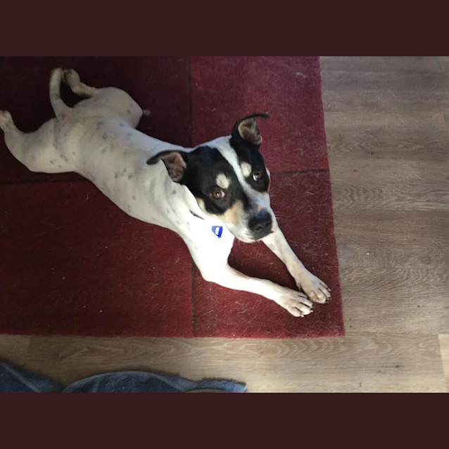Photo of Duke ~ 1yo Staffy X (On Trial 29/7/2017)