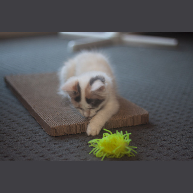 Photo of Jorgia 🌹 Just Gorgeous Kitten