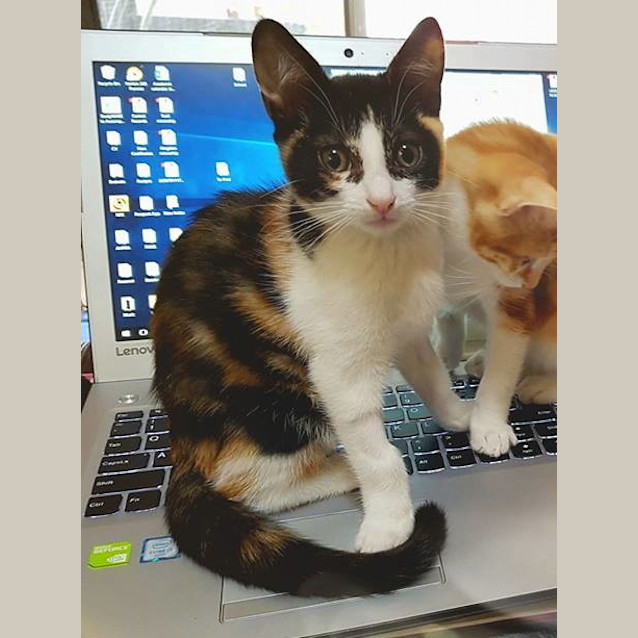 Photo of Mayfield (Pakenham)