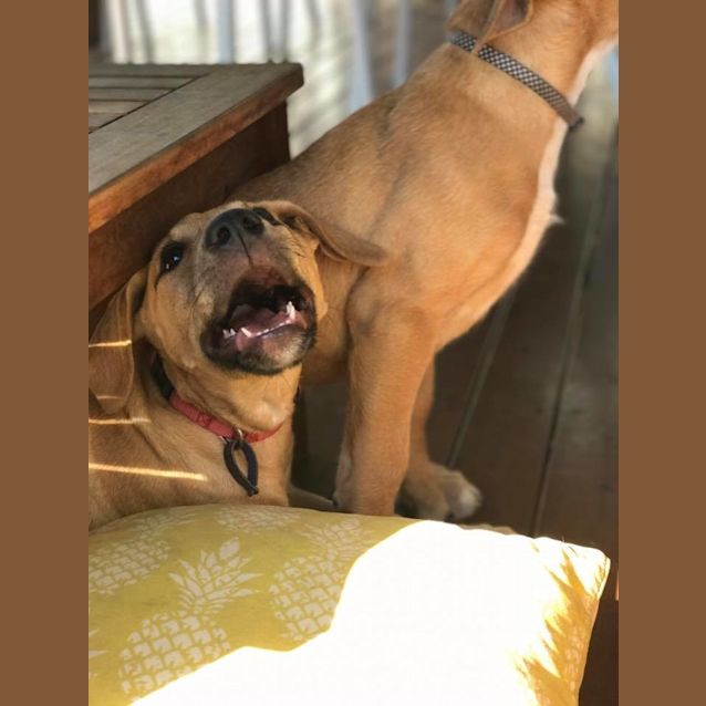 Photo of Indigo