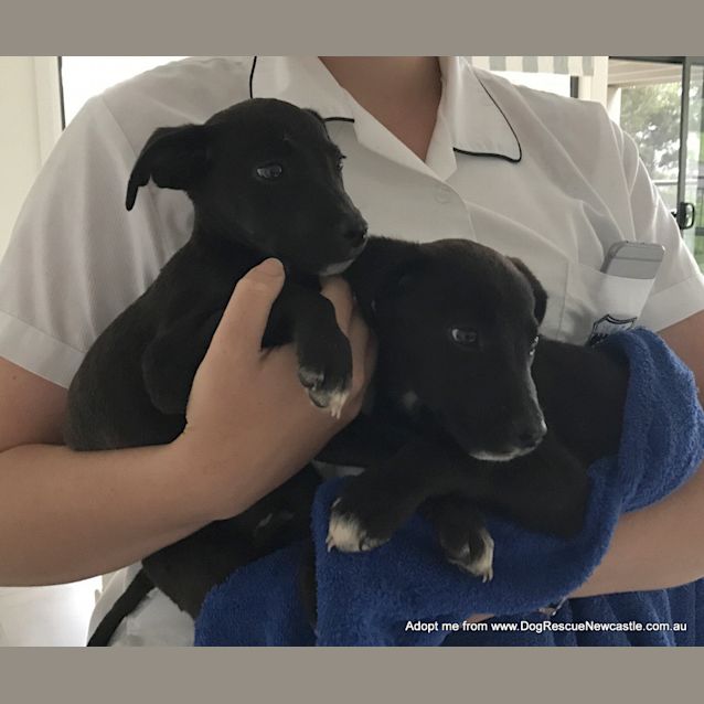 Photo of Jemima ~ Bc X Kelpie Puppy (Pending Adoption)