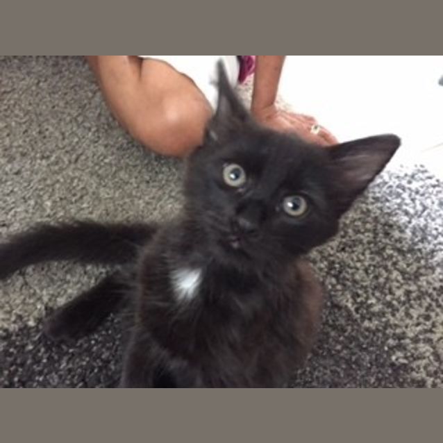 Photo of Moonlight   Assited Rehome