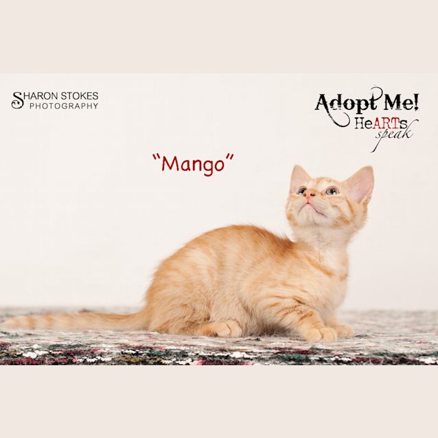 Photo of Mango