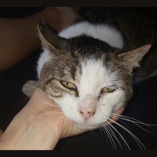 Photo of James ❤$50 Adoption Fee❤