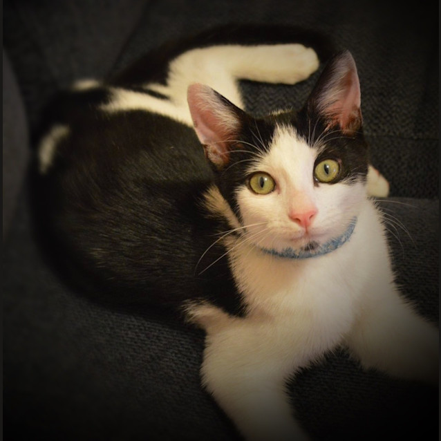 Photo of The Clawsome Nardo! 