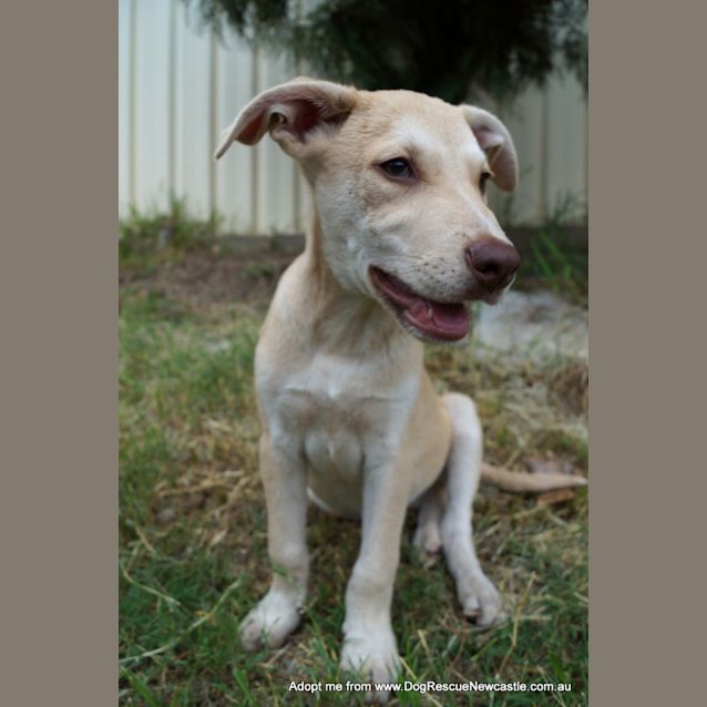 Photo of Bob ~ Kelpie X Dingo Puppy (On Trial 26/4/17)