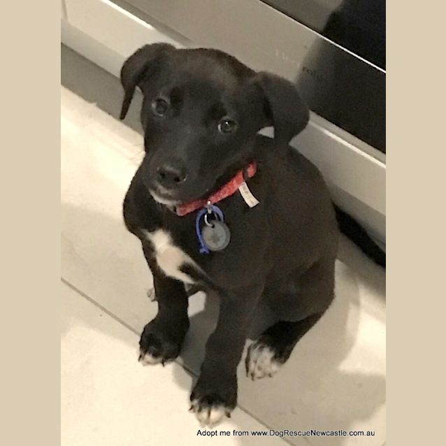 Photo of Jemima ~ Bc X Kelpie Puppy (Pending Adoption)