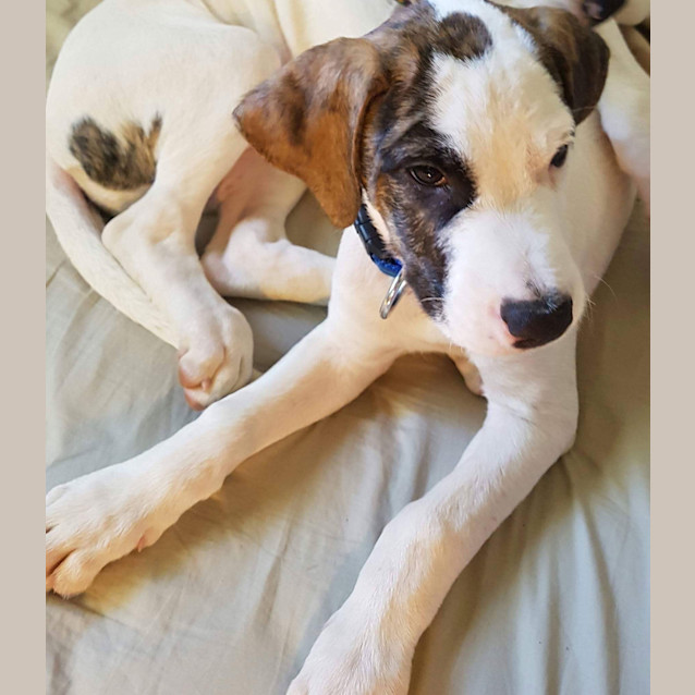Photo of Jasper
