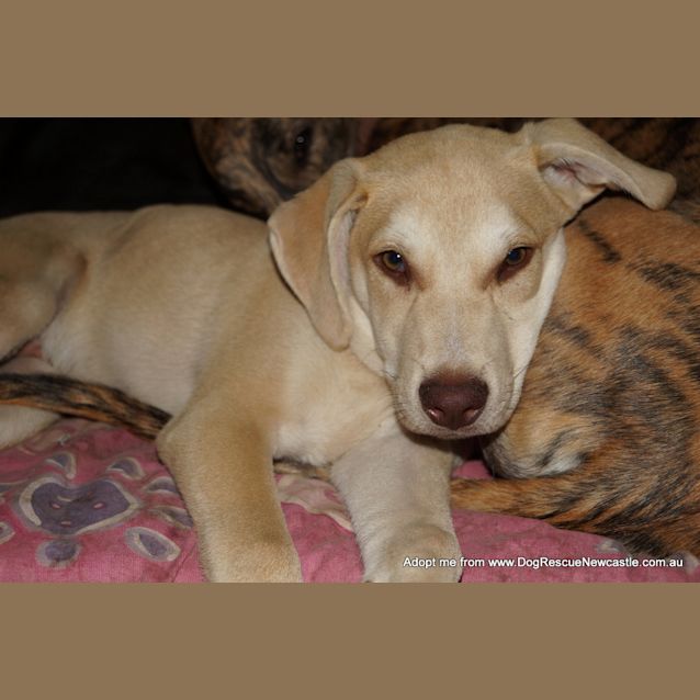 Photo of Bob ~ Kelpie X Dingo Puppy (On Trial 26/4/17)