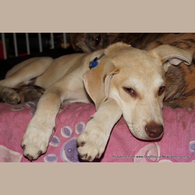 Photo of Bob ~ Kelpie X Dingo Puppy (On Trial 26/4/17)