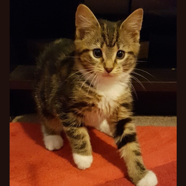 Photo of Fawn *2nd Chance Cat Rescue*