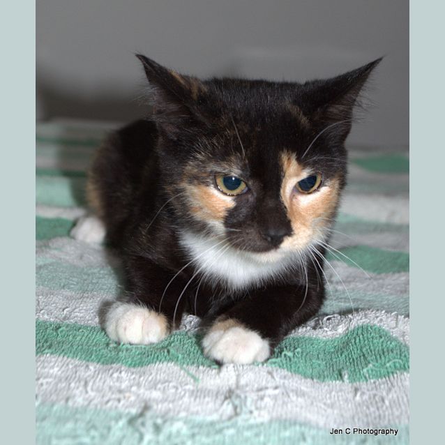 Photo of Sweet Biscuit   Canterbury Pound 
