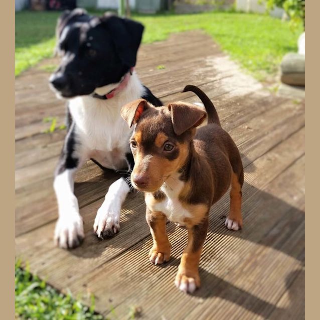 Photo of Jerry ~ Kelpie X Jr Pup (Pending Adoption)