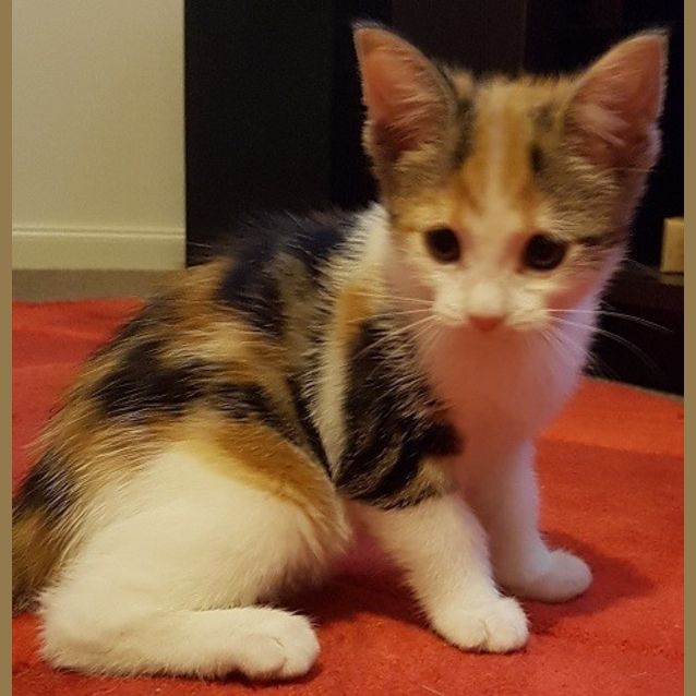 Photo of Rosetta *2nd Chance Cat Rescue*