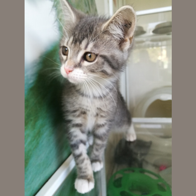 Photo of Kitten Magic (On Display At Vets On Parker)