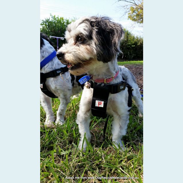 Photo of Dusty ~ Maltese X Poodle 5yo Boy (On Trial 11/5/17