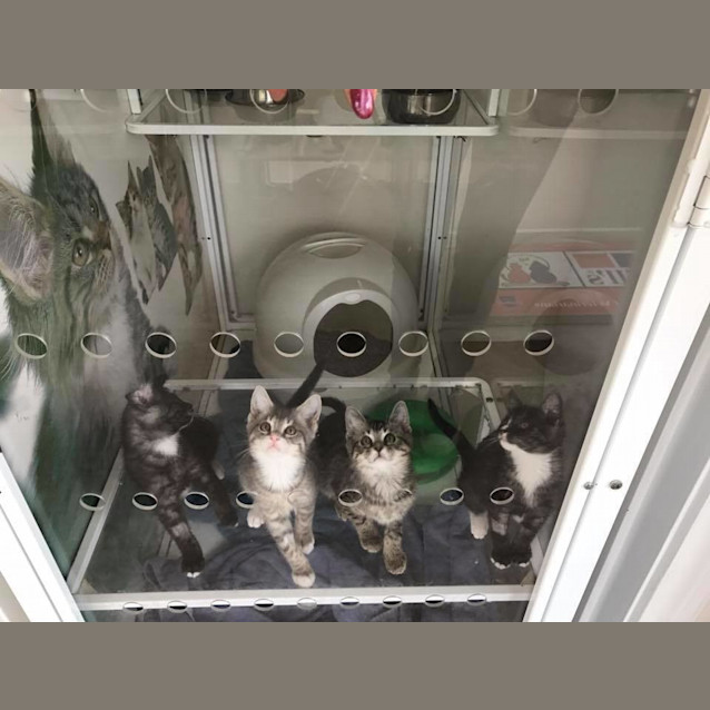 Photo of Kitten Magic (On Display At Vets On Parker)