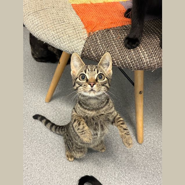 Photo of Jingle