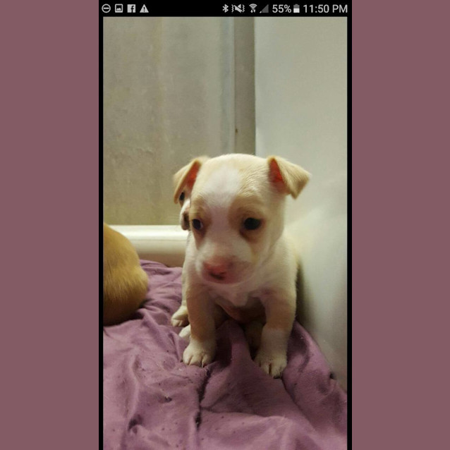 Photo of Puppy Donatello Dl1612