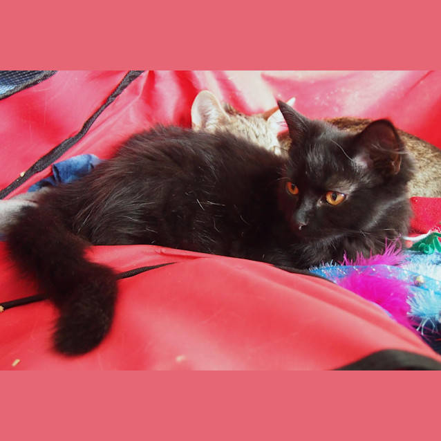 Photo of Pooh Bear **2nd Chance Cat Rescue**