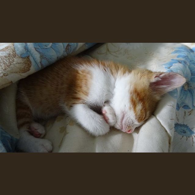 Photo of Monte