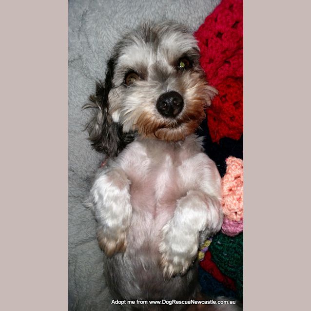 Photo of Dusty ~ Maltese X Poodle 5yo Boy (On Trial 11/5/17