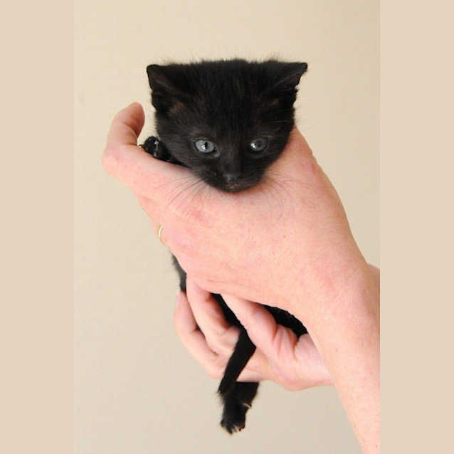 Photo of Boo 😻  Our Animated Uncoordinated Kitten